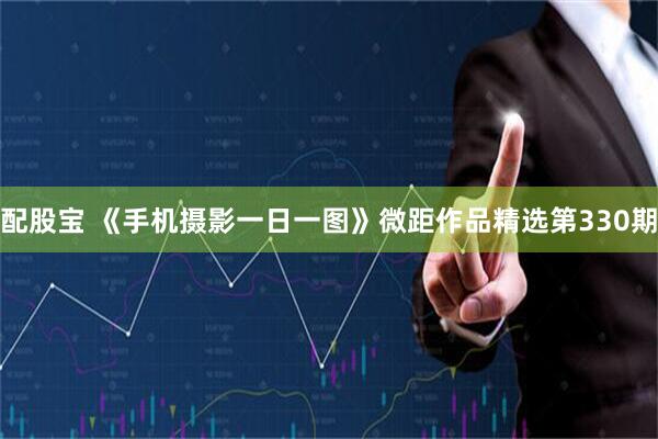 配股宝 《手机摄影一日一图》微距作品精选第330期